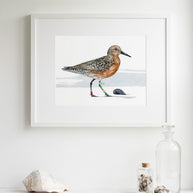 Red Knot Bird Print