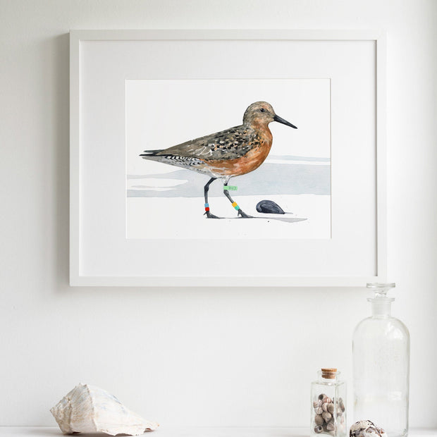 Red Knot Bird Print