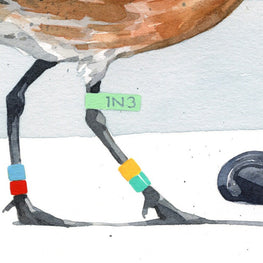 Red Knot Bird Print