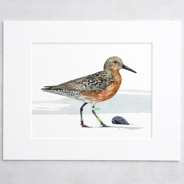 Red Knot Bird Print