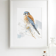 American Kestrel Print