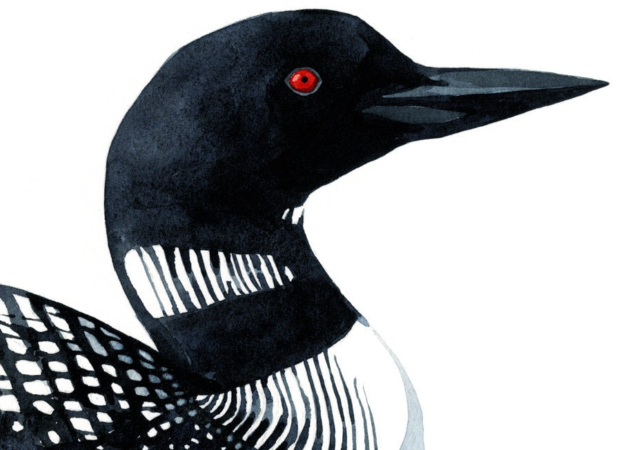 Loon Art Print