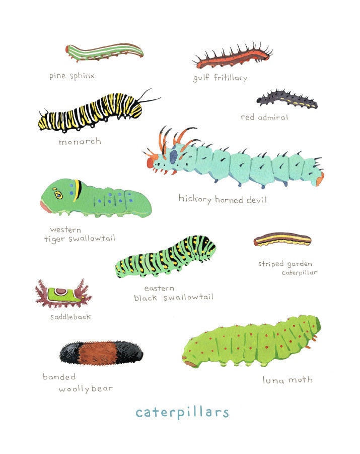 Caterpillars Art Print: Watercolor Nature Painting