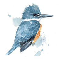 Belted Kingfisher Print