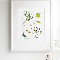 Seaweed Botanical Print
