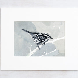 Black and White Warbler Print