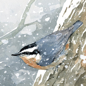 Nuthatch in Snow Watercolor Print