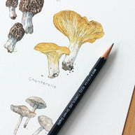 Edible Mushrooms Print