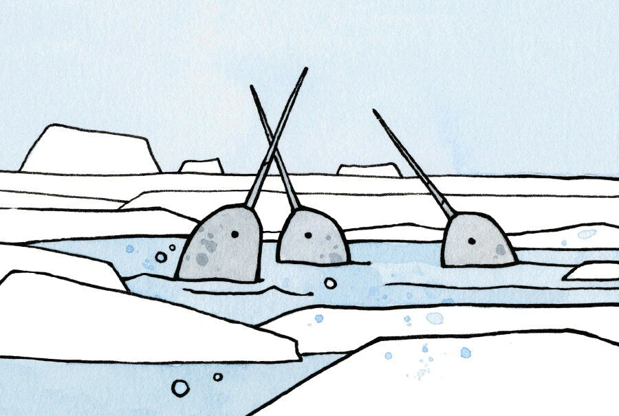 Narwhals Surfacing Arctic Print