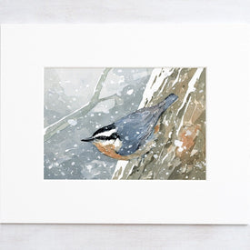 Nuthatch in Snow Watercolor Print