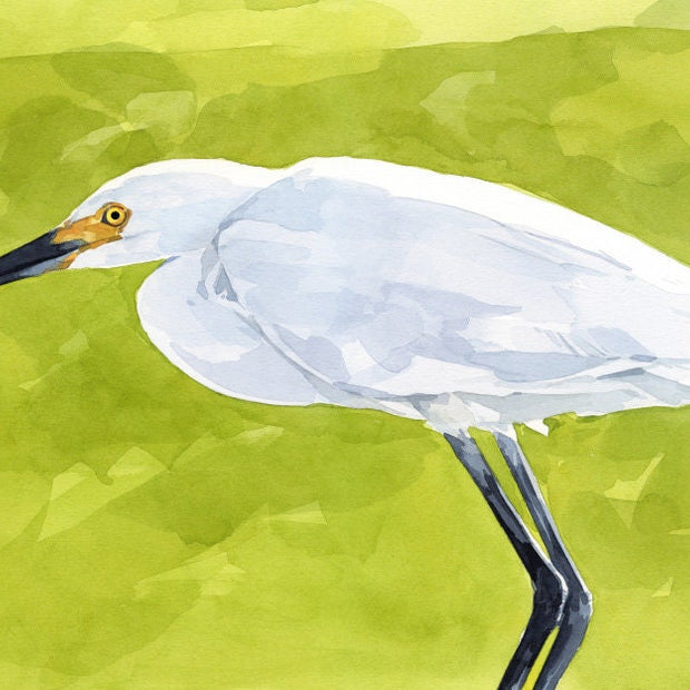 Snowy Egret Print