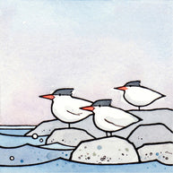 Coast Birds Set of Three 5x5 Prints