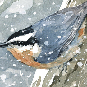 Nuthatch in Snow Watercolor Print
