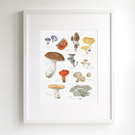 Edible Mushrooms Print