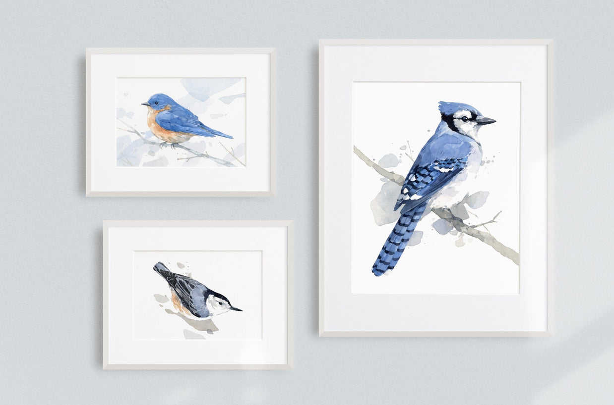 Blue Jay on Branch Print