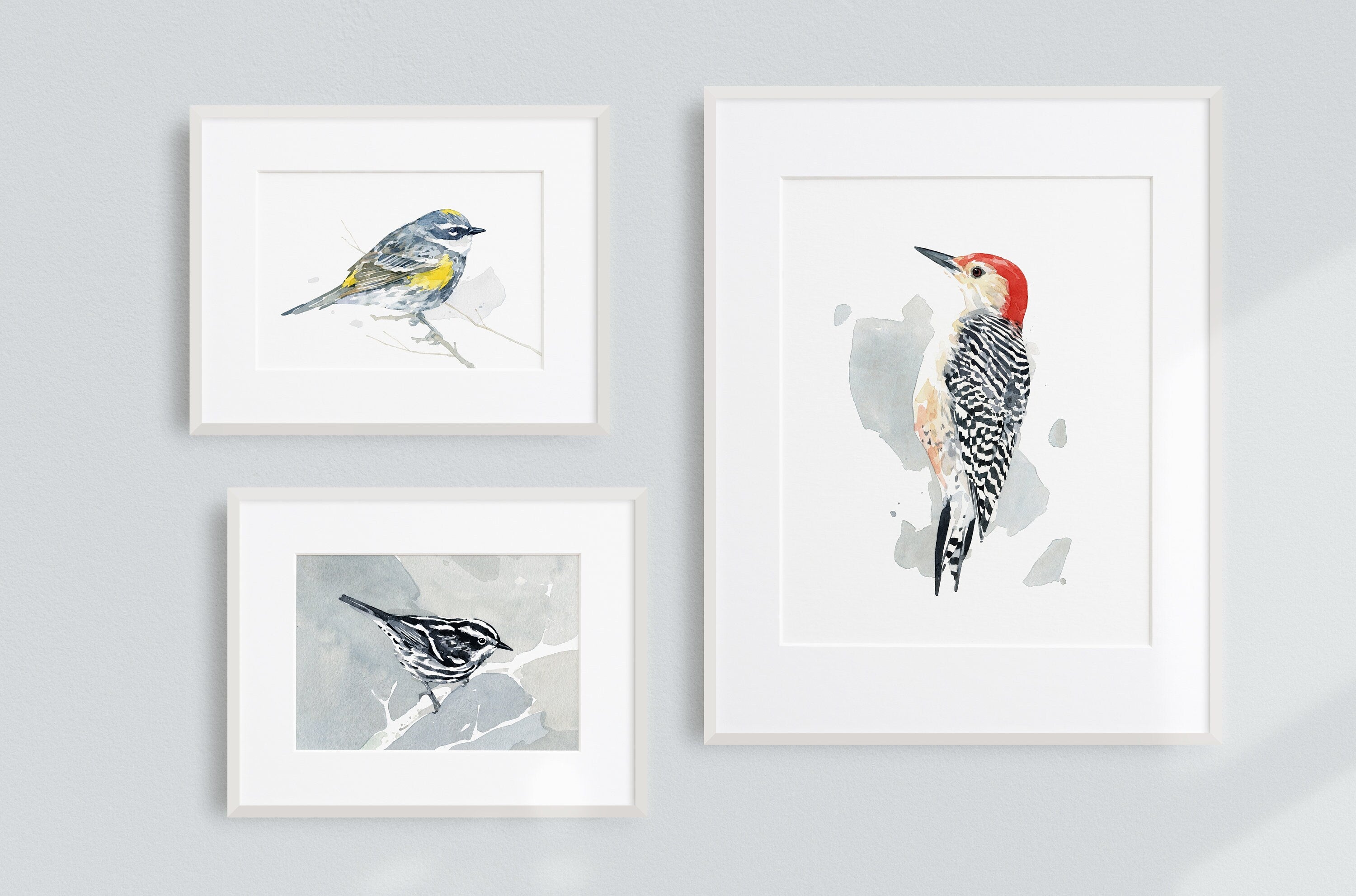 Yellow-Rumped Warbler Bird Print