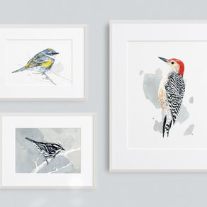 Yellow-Rumped Warbler Bird Print