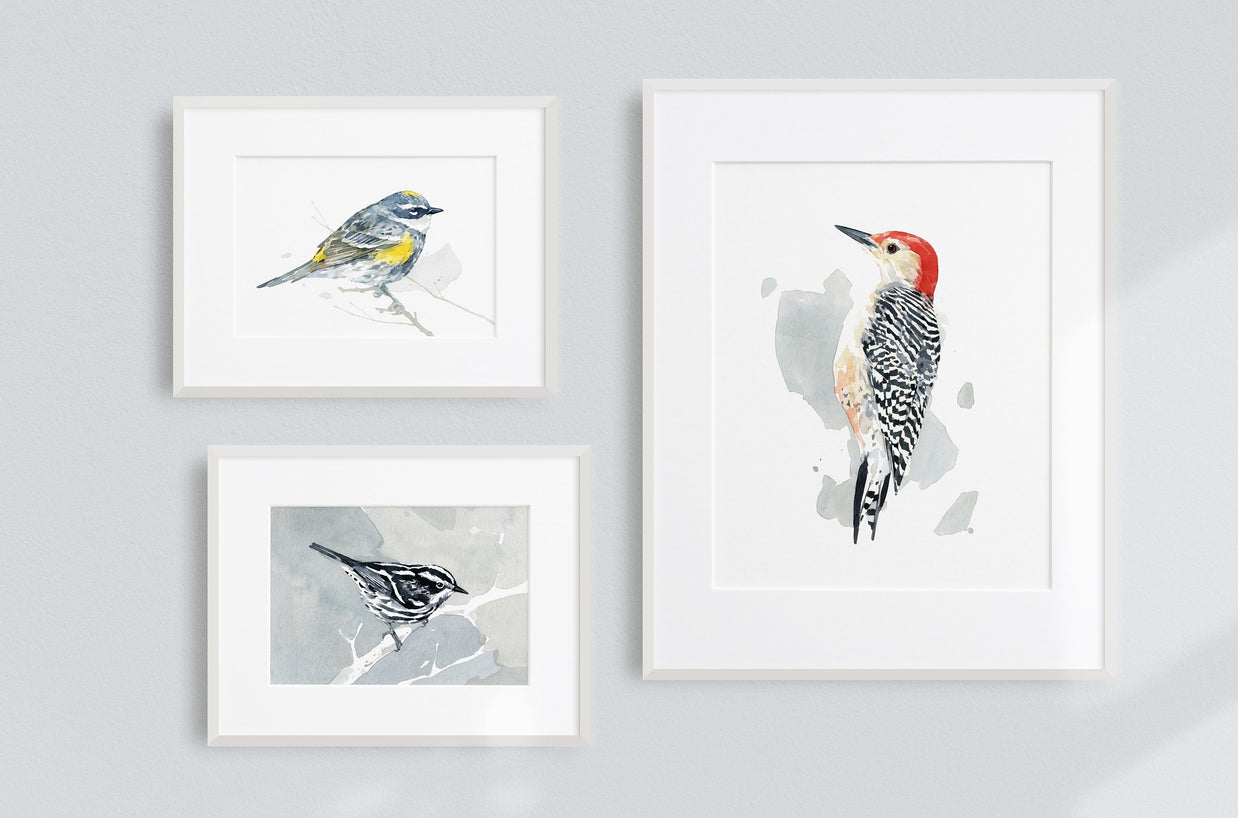 Black and White Warbler Print