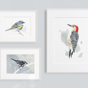Black and White Warbler Print