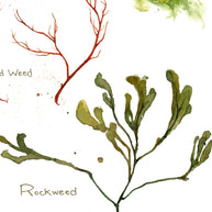 Seaweed Botanical Print