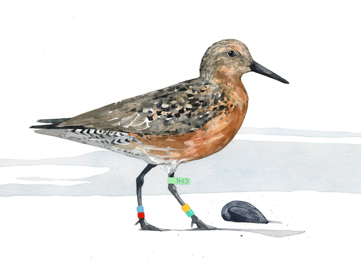 Red Knot Bird Print