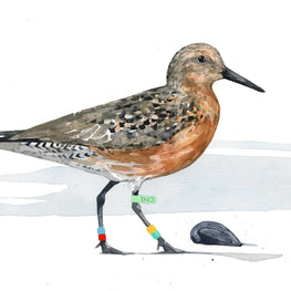 Red Knot Bird Print