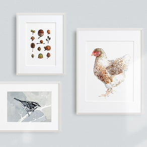 Chicken Watercolor Print
