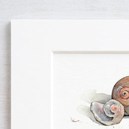 Moon Snail Shells Watercolor Painting: Beach Art Print