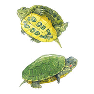 Baby Red-Eared Slider Print