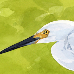 Snowy Egret Print