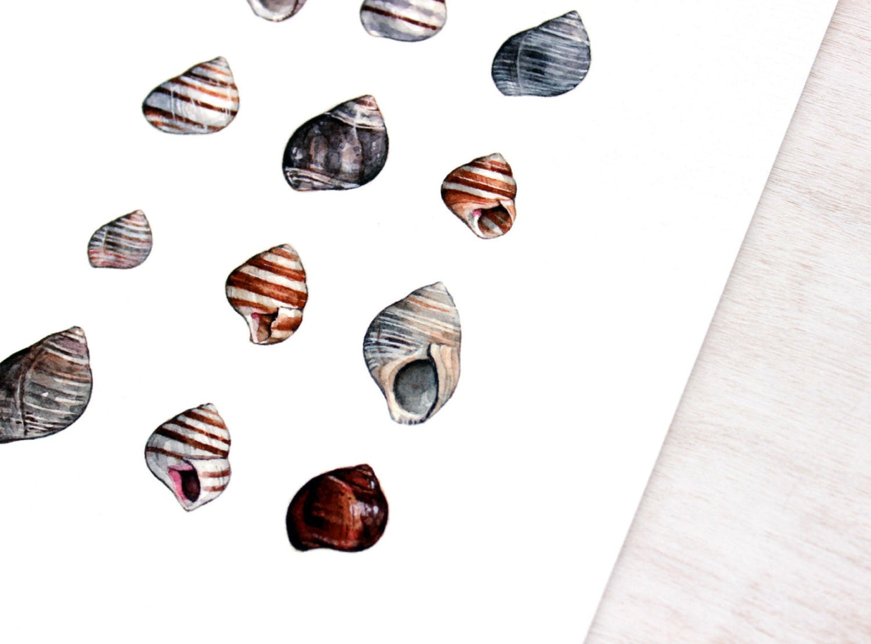 Periwinkle Shells Print