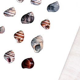 Periwinkle Shells Print