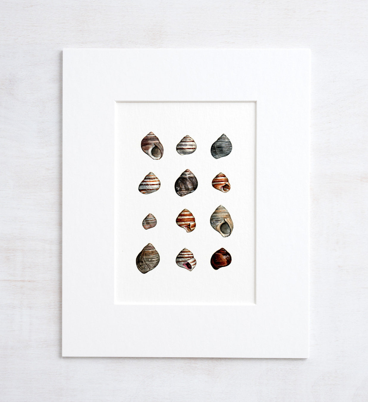 Periwinkle Shells Print