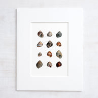 Periwinkle Shells Print