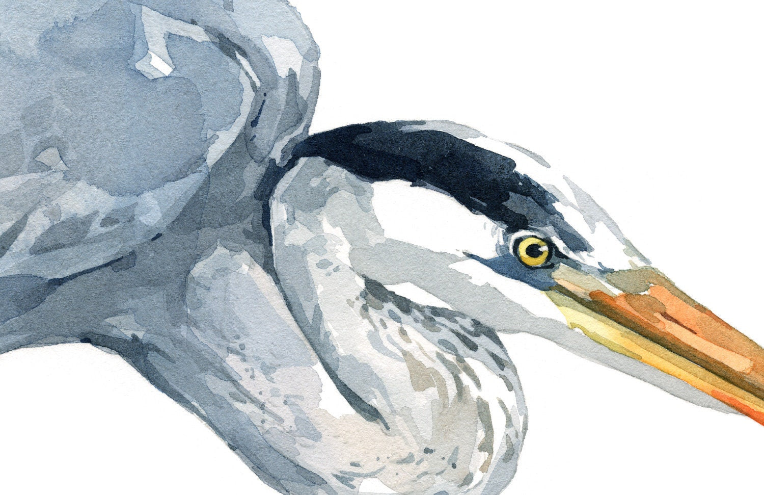 Great Blue Heron Watercolor Print
