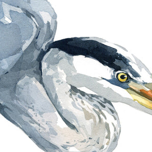 Great Blue Heron Watercolor Print