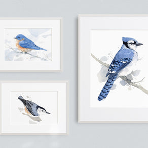 Nuthatch Print