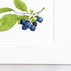 Blueberries Watercolor Print: Botanical Wall Art