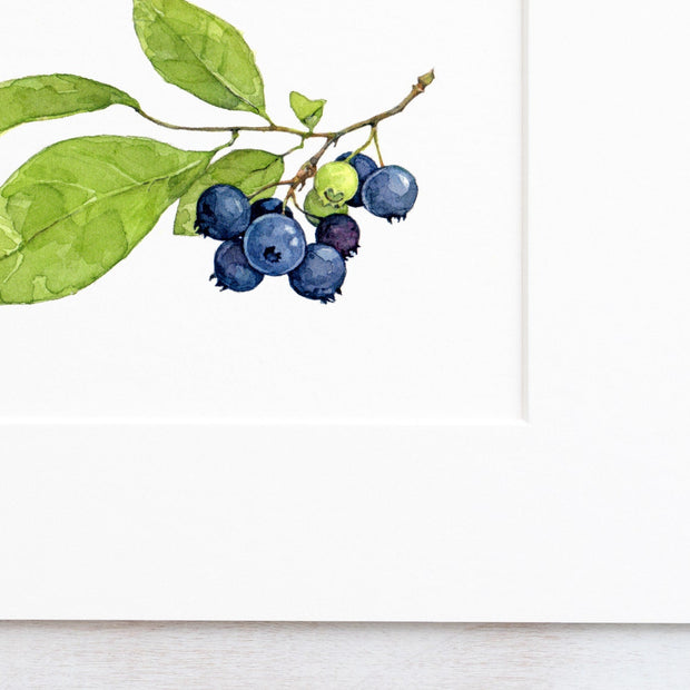 Blueberries Watercolor Print: Botanical Wall Art