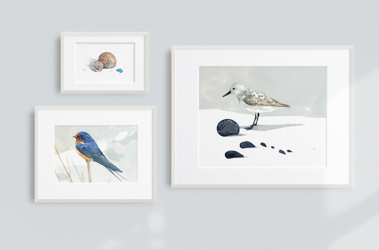 Moon Snail Shells Watercolor Painting: Beach Art Print