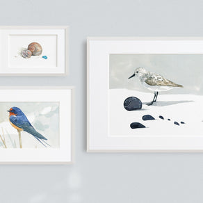 Moon Snail Shells Watercolor Painting: Beach Art Print