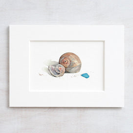 Moon Snail Shells Watercolor Painting: Beach Art Print