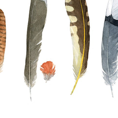 Backyard Bird Feathers Print