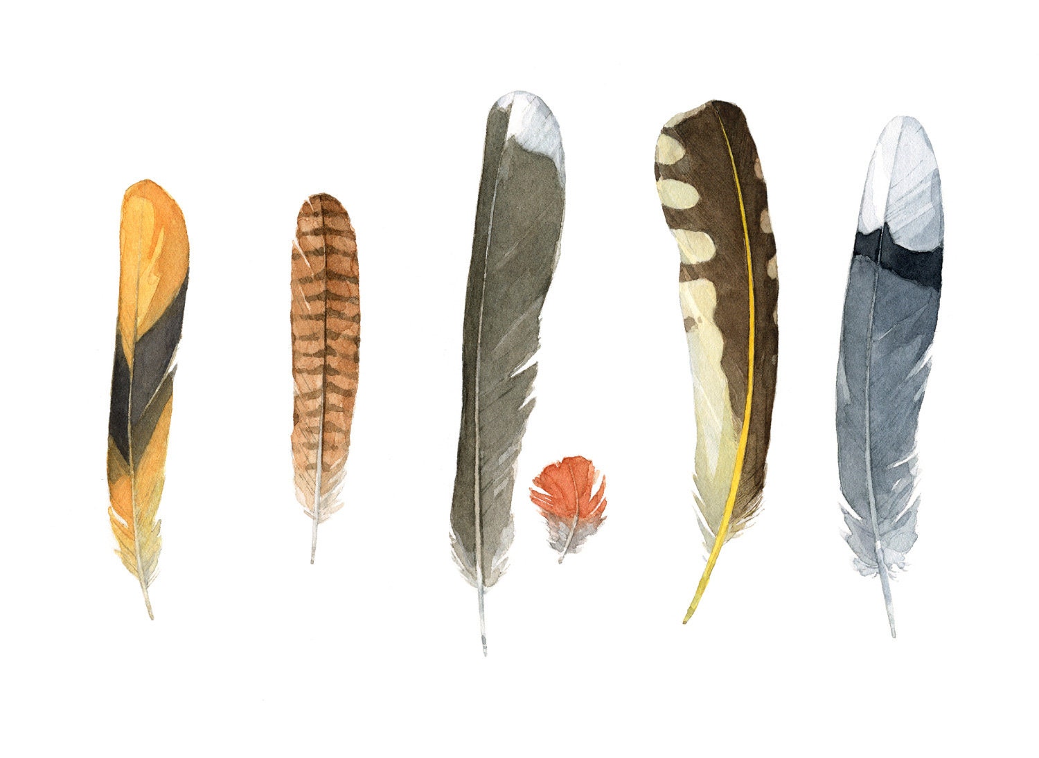 Backyard Bird Feathers Print