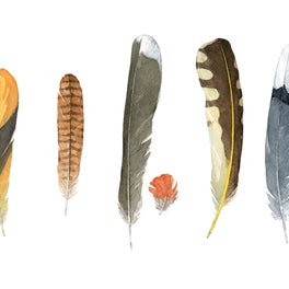 Backyard Bird Feathers Print