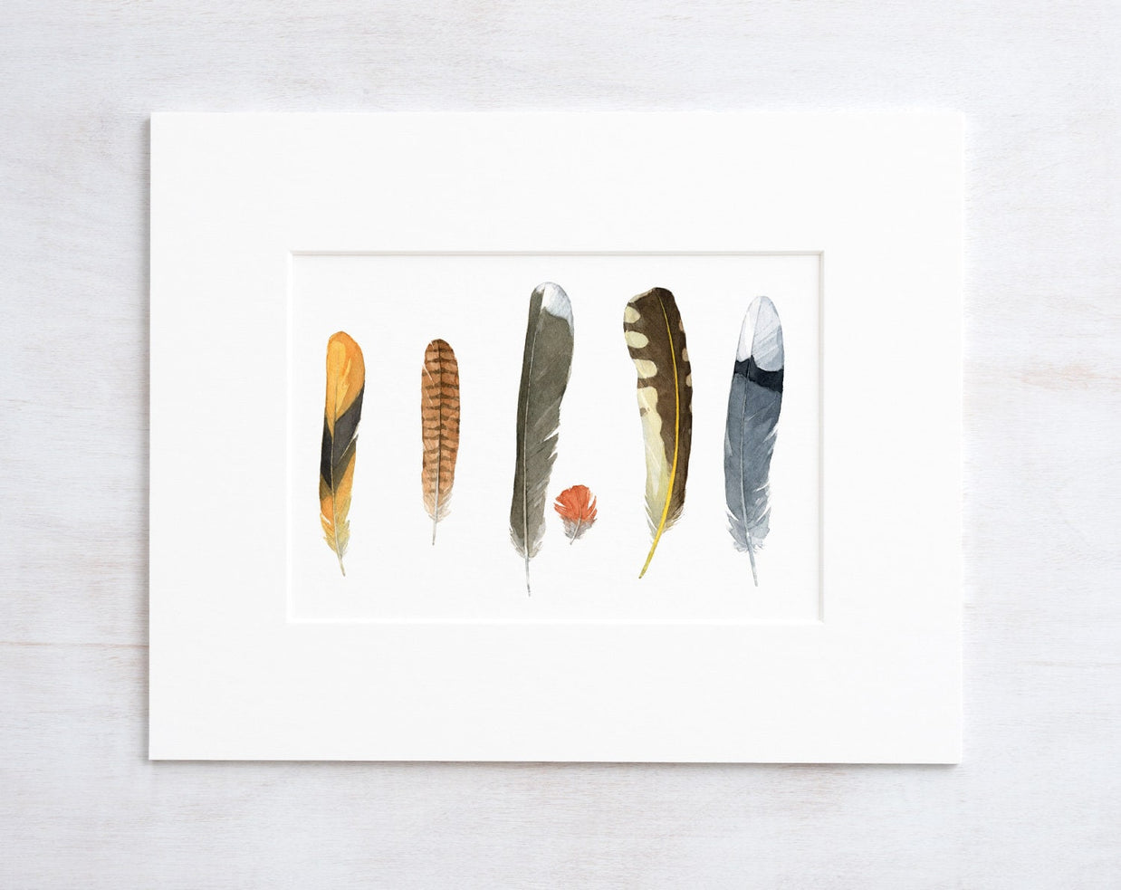 Backyard Bird Feathers Print