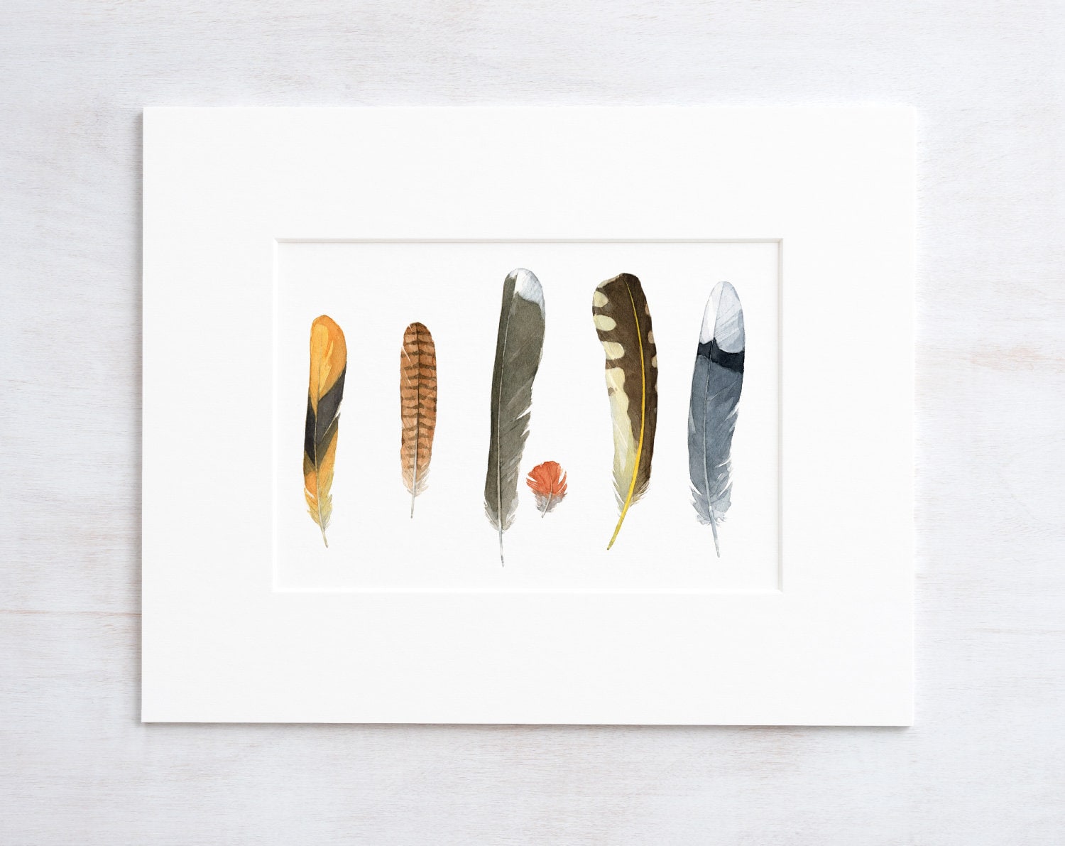 Backyard Bird Feathers Print