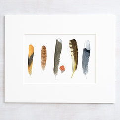 Backyard Bird Feathers Print