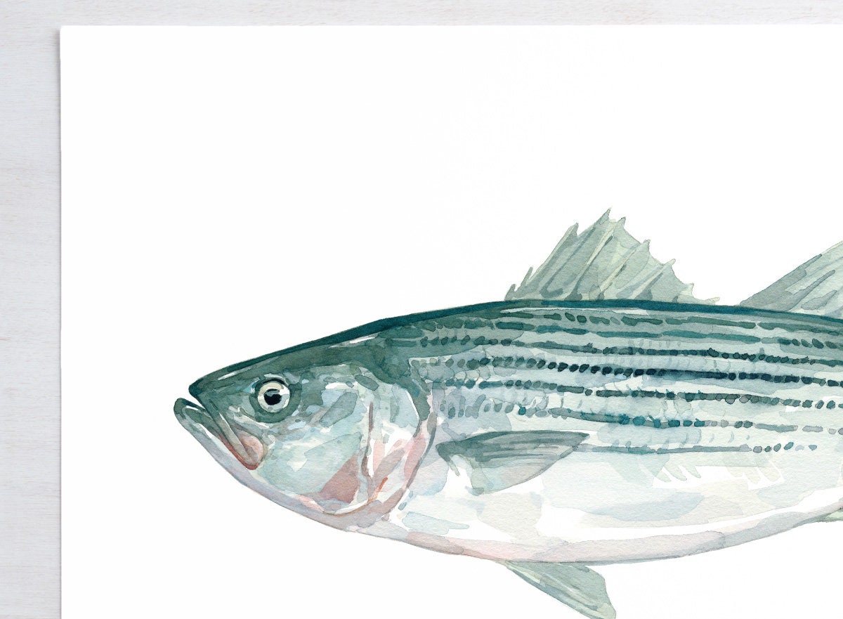 Striped Bass Print