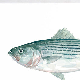 Striped Bass Print